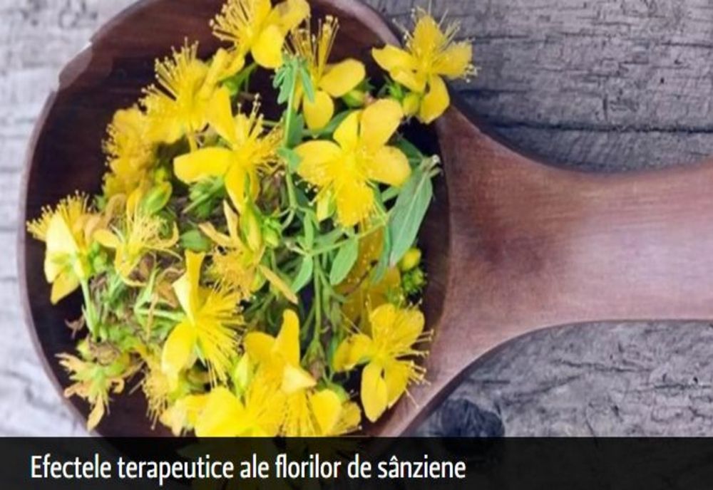 Efectele terapeutice ale florilor de sânziene: vindecă bolile ficatului, reumatismul și afecțiunile pielii