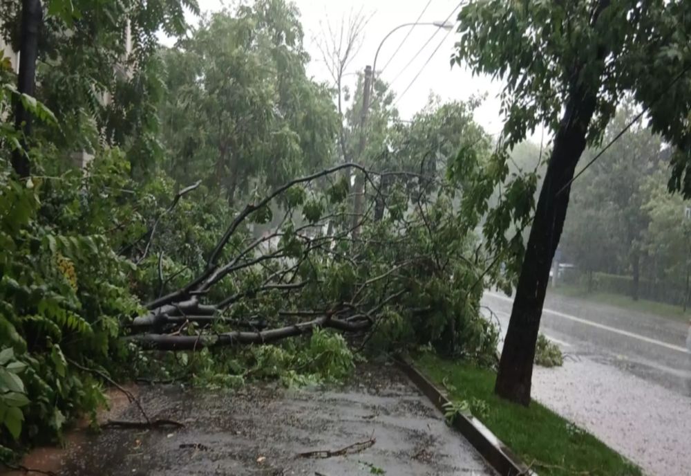 TRAFIC PARALIZAT ÎN CAPITALĂ. PLOILE ABUNDENTE ȘI COPACII CĂZUȚI BLOCHEAZĂ CIRCULAȚIA MAI MULTOR MIJLOACE STB