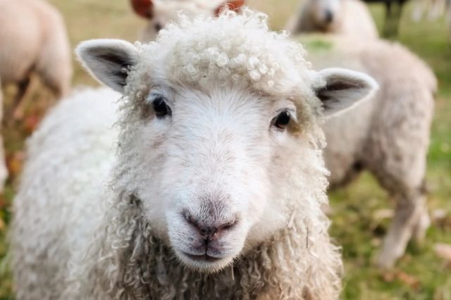 Cât va ajunge să coste mielul de Paște? Fermierii au mărit prețul, odată cu creșterea cererii