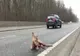Căprioară lovită de mașină pe DN 1, la Ciolpani