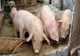 300 de focare active de pestă porcină africană, în 29 de județe. Cele mai multe sunt în Giurgiu și Ilfov