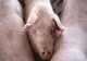 Pesta porcină schimbă regulile după care românii pot crește porci în gospodării 