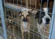 Consiliul Județean Ilfov lansează platforma de adopții pentru animale www.ilfovadopta.ro