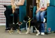 www.ilfovadopta.ro, prima platformă on-line pentru adopția animalelor