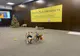 181 de căței, adoptați de la CJ Ilfov