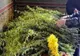 Floriile. Cele mai frumoase tradiţii de Florii. Ce trebuie să faci pe 17 aprilie pentru a avea noroc