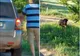 Ilfov: Un bărbat a fost amendat cu 12.000 de lei după ce şi-a abandonat câinele  