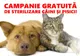 "Campanii record" de sterilizări gratuite pentru câini şi pisici de rasă comună