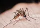 Mai multe cazuri de îmbolnăvire cu virusul West Nile. Unde au fost confirmate acestea