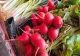 16 octombrie, Ziua Mondială a Alimentaţiei