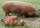 Proiect. Sprijin financiar de un milion de lei pentru crescătorii de porci din rasele Bazna şi Mangaliţa
