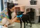 Sterilizările gratuite în localitatea Gruiu