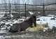 Ilfov: Zeci de animale au fost înfometate și ţinute în frig