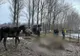 Zeci de animale, lăsate să moară de foame, în Ilfov