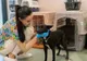 4.000 de animale de rasă comună, sterilizate gratuit de CJ Ilfov