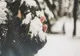 STRATUL DE ZĂPADĂ AR PUTEA AJUNGE LA 40 CM ÎN BUCUREȘTI, ÎN URMĂTOARELE ZILE