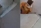 AMENNINȚĂRI LA ADRESA UNUI CONSILIER AUR DIN ILFOV DUPĂ CE A RECLAMAT NEREGULUI LA REPARAȚIILE UNEI ȘCOLI: “TE DEZMENBREZ!”