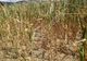 Peste 160.000 de hectare cultivate din 24 de judeţe, afectate de secetă
