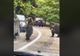 VIDEO Un şofer inconştient a bătut palma cu un urs pe Transfăgărăşan