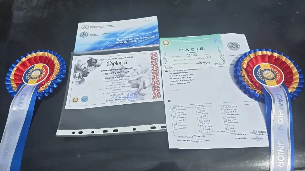 Succes răsunător pentru rasa Ciobănesc Corb la Campionatul Chinologic Național și Internațional de la Ploiești FOTO – poza 1